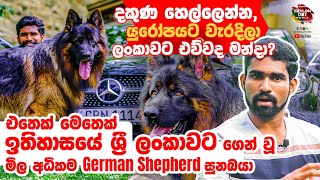 එතෙක් මෙතෙක් ඉතිහාසයේ ශ්‍රී ලංකාවට ගෙන් වූ මිල අධිකම German Shepherd සුනඛයා Biggest German shepherd [upl. by Otrebmuh]