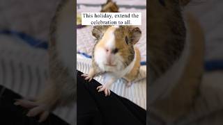 Step into a world of festive joy and cuddly celebrations 🎄✨ shorts pets guineadad cute [upl. by Inglebert]