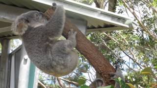 Crazy koala fight [upl. by Nihi]