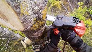 Arborist climbing rotten tree [upl. by Etac914]