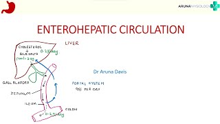 Enterohepatic Circulation  Gastrointestinal Physiology  First year MBBS [upl. by Rush]