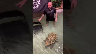 Check out the MASSIVE snapping turtle [upl. by Egiap936]