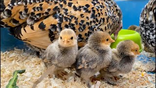 Tiny Day Old Chicks  Lemon Millefleur Sablepoot Bantams  Dutch Bantam Chicks  Cute Fluffy Chicks [upl. by Notled979]