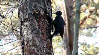 Black Woodpecker Dryocopus martius [upl. by Hobbie256]