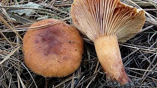 Narandžasta mlečnica  Lactarius aurantiacus 25122017 [upl. by Neila]