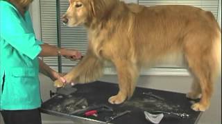 How to Groom A Golden Retriever  Jodi Murphy Instructional Video Series [upl. by Sirama811]