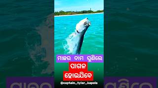 Atlantic Tarpons Scale shorts ଓଡିଆ sciencefacts science [upl. by Ayarahs]