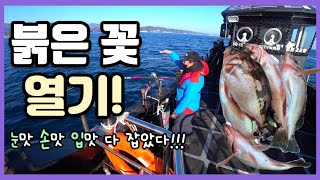 바다낚시quot 붉은 꽃이 폈다고quotsea fishing [upl. by Ynaitirb483]