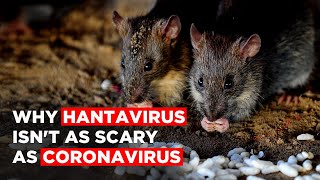 Hantavirus China Here’s Why Hantavirus Isnt As Scary As Coronavirus [upl. by Llerud]