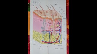 Layers Of SkinEpidermisDermisSubcutaneousLayerssciencewithharshit 😃😃 [upl. by Arihppas]