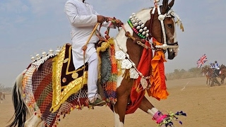 🐎 Horse Dance Competition At Pushkar Cattle Fair In Rajasthan  Incredible India [upl. by Aerbua495]