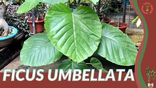 FICUS UMBELLATA Information and Growing Tips [upl. by Susana]