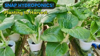 SNAP HYDROPONIC PECHAY PLANTING TO HARVEST DIY Hydroponic Setup [upl. by Cleopatra]