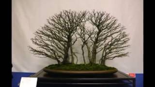 Bonsai exposición  Noelanders Trophy 2014 [upl. by Halpern]