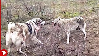 Top 15 Moments Wolves and Dogs Face Each Other [upl. by Ayifa]