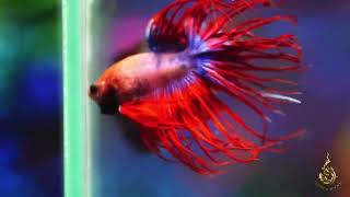 The Most Stunning Betta Fish Youve Ever Seen bettafish bettafishfight betta fish [upl. by Prescott]