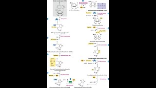 Steps in the pathway for Inosine Monophosphate IMP [upl. by Wiltz139]