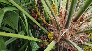 European Dwarf Palm Chamaerops humilis with edible fruits in Germany [upl. by Georgy]