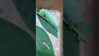 cool CATERPILLAR collection Cecropia Monarch amp Spicebush Swallowtail snake shorts caterpillar [upl. by Anaid]