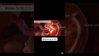 Stages of embryo creation embryo embryology pregnancy pregnant [upl. by Nesto]