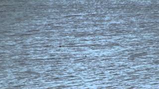 Sharks at Hawaiis Puukohola Heiau National Historic Site [upl. by Cargian392]