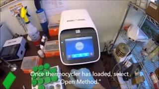 SOP  PCR testing for Lactobacillus and Pediococcus [upl. by Karlow]