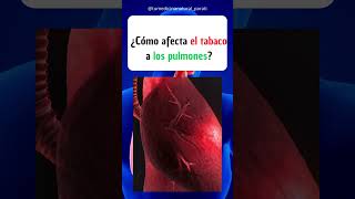 Anatomía ¿Cómo afecta el tabaco a los pulmones shortsvideo viral [upl. by Halak277]