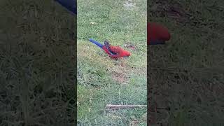 Rosellas eating seed [upl. by Eiblehs]