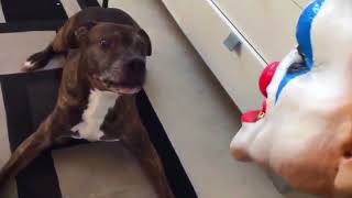 Halloween Pet Pranks Scaring Cats amp Dogs Compilation [upl. by Myrtle]