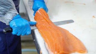 How Salmon Is Made  How Salmon is processed [upl. by Maleen958]