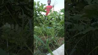 How to breaking brinjal grafted brinjal kheti 🥺🍆 youtubeshorts minivlog brinjal kheti harvest [upl. by Ninahs]