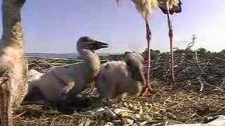 Storks Nest Storchennest Holzhausen  14 Days Old [upl. by Assen]