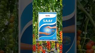 Upl Saff fungicide  साफ फंगीसाइड के उपयोग।Carbendazim 12Mancozeb 63 Wp [upl. by Dualc]