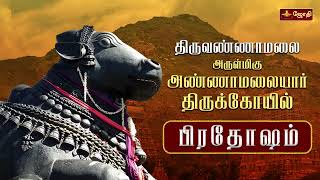 திருவண்ணாமலை ஸ்ரீஅருணாச்சலேஸ்வரர் கோவில்  பிரதோஷ வழிபாடு  Pradosham  Nandhi Abishegam [upl. by Alesiram]