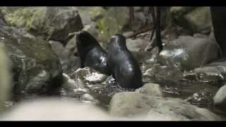 Baby Seal Pups  Ohau Waterfall Kaikoura New Zealand [upl. by Aicargatla]