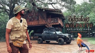 Wilpattu National Park  ලංකාවේ විශාලතම වනාන්තරය මැදින් කුදිරමලේ තුඩුව දක්වා  wilpattu Kudiramale [upl. by Linkoski767]