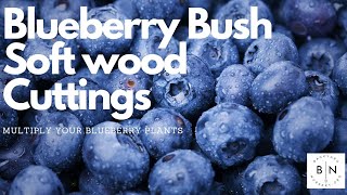 How to root blueberry bushes from soft wood cuttings  Propagate blueberry plants from your garden [upl. by Edward709]