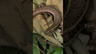 Water skinks s [upl. by Alag]