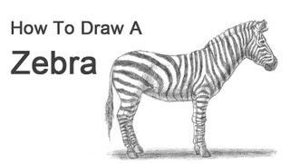 How to Draw a Zebra [upl. by Bondon891]