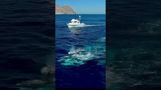 Risso’s Dolphins mating alongside our boat They seemed to love our wake as they chased each other [upl. by Litch]