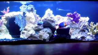 Stunning Saltwater Aquarium 300 gal FOWLR Rare Marine Fish Golden Puffer Trigger Angelfish Eel [upl. by Inotna]