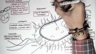 VANCOMYCIN  What You Need to Know [upl. by Ehlke]