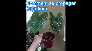 Caladium  Comment se propager [upl. by Afirahs]