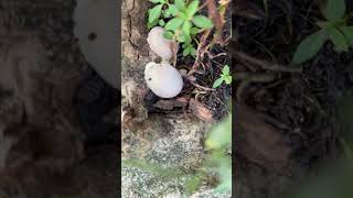 My Dog Discovers Alien Eggs 🛸🍄 Strange Mushrooms on a Tree Trunk [upl. by Frances942]