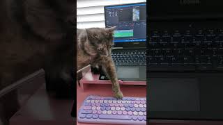 Proof that my tortie cat is spicy shorts cat funny cutecat tortiecat pets animals [upl. by Sperling]