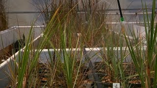 Genetic Diversity and Salt Marsh Cordgrass Personalities In the Grass On the Reef [upl. by Rossen205]