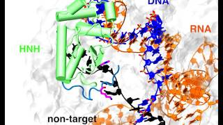 Gene Splicing Supercomputer Modeling Reveals Acrobatics of CRISPRCas9 Technology [upl. by Kronick]