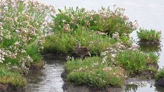 Watersnip Koude en Kaarspolder Yerseke [upl. by Analram]