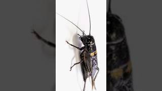 Male Crickets produce stridulation sounds to attract female crickets to mate [upl. by Retrac]