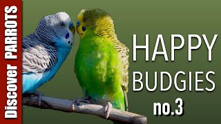 Happy Budgies 3  Budgerigar Sounds to Play for Your Parakeets  Discover PARROTS [upl. by Maurita6]